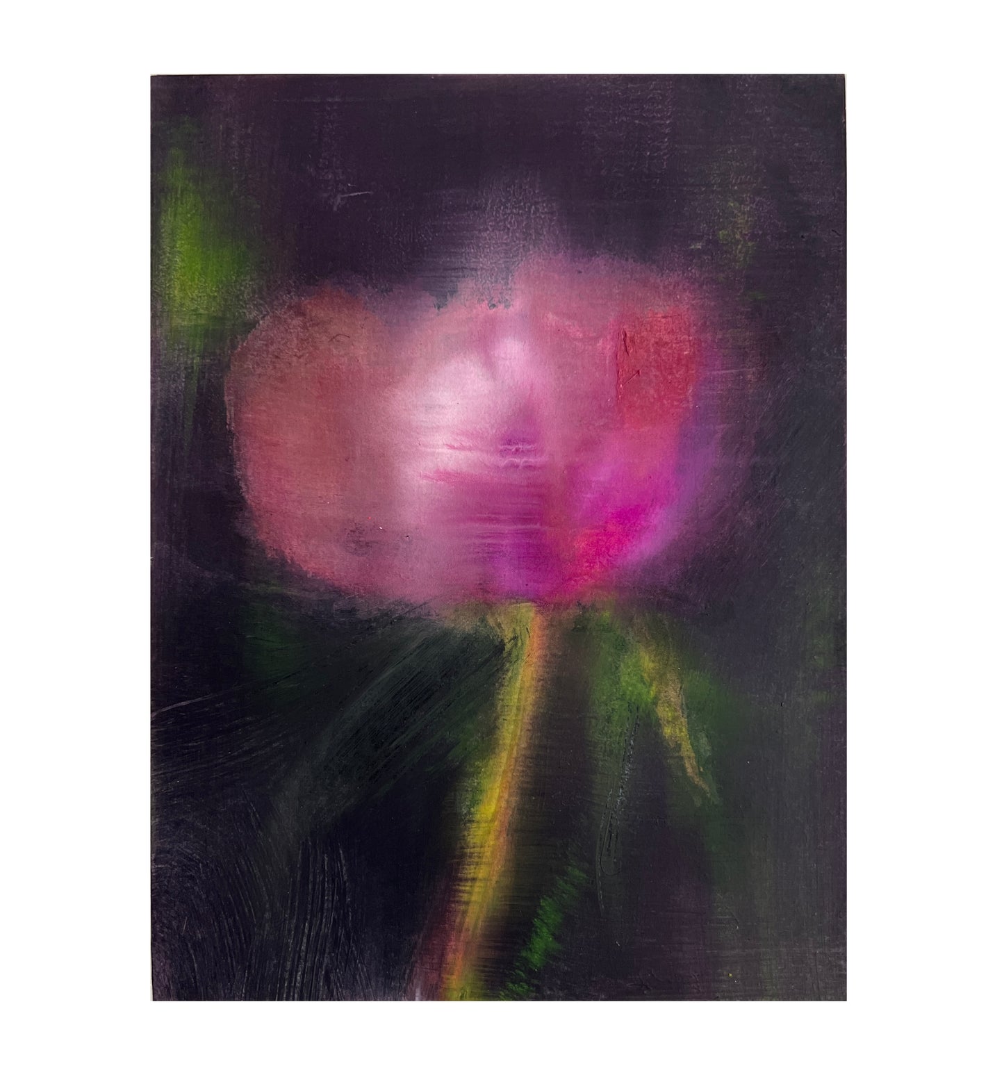 Tulip (from the 1970s Garden)