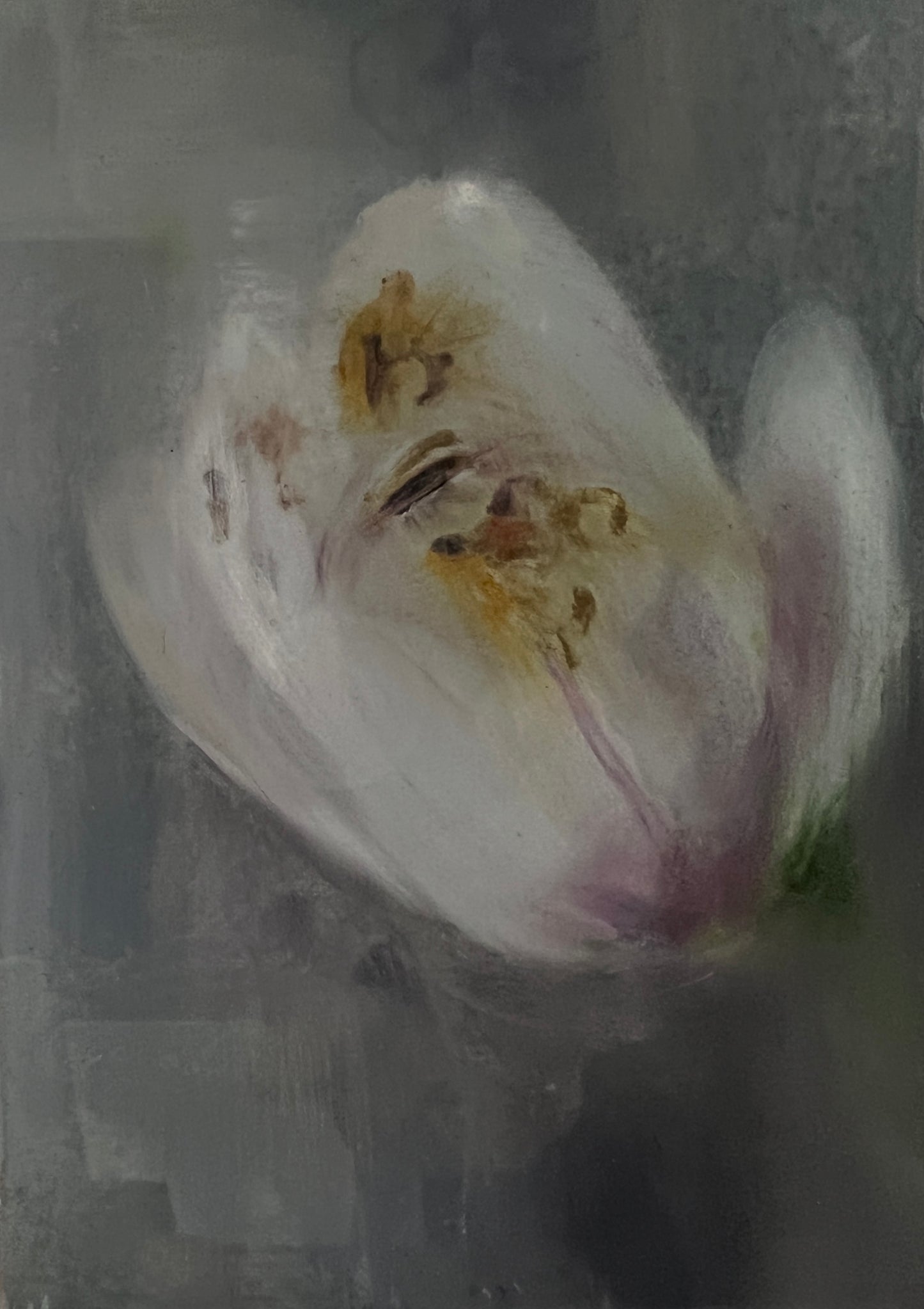Magnolia (study on card)